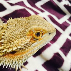 Meet your Posher, Morgan